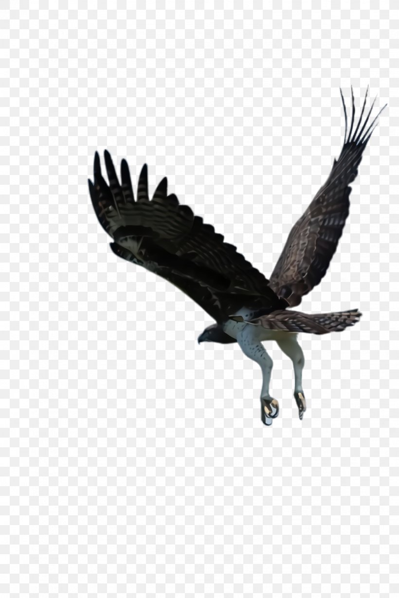 Flying Bird Background, PNG, 1632x2448px, Flying Eagle, Accipitridae, Animal, Bald Eagle, Beak Download Free