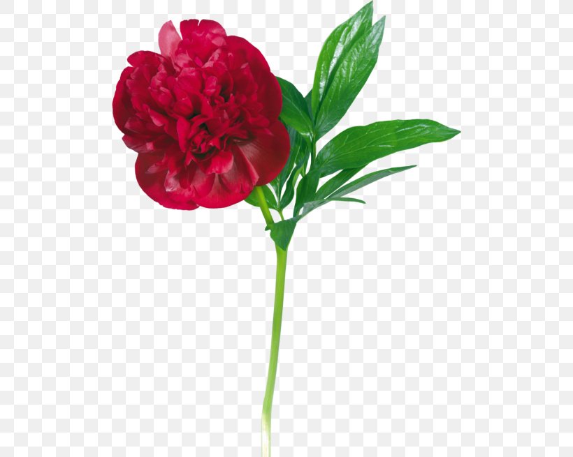 Garden Roses Peony Flower Clip Art, PNG, 500x655px, Garden Roses, Animaatio, Annual Plant, Artificial Flower, Carnation Download Free