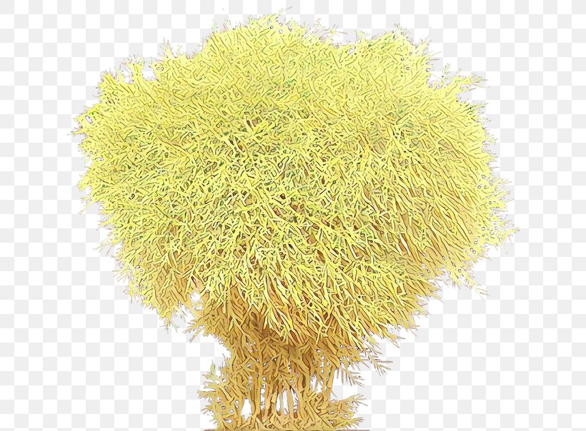 Grass Plant, PNG, 634x604px, Cartoon, Grass, Plant Download Free