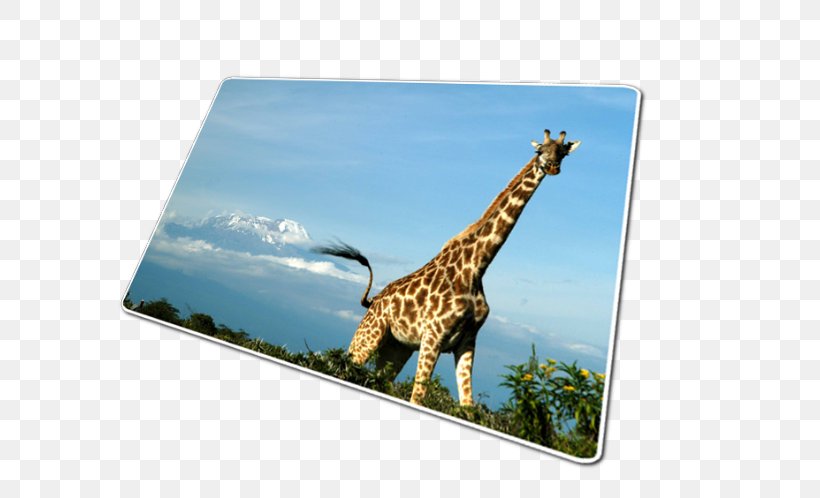 Kilimanjaro Safaris Giraffe Mount Kilimanjaro EXTREK-africa, PNG, 647x498px, 2017, Kilimanjaro Safaris, Africa, Fauna, February Download Free