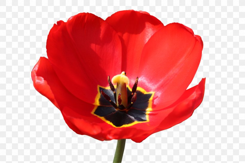 Lily Flower Cartoon, PNG, 1280x853px, Tulip, Annual Plant, Botany, Coquelicot, Flower Download Free