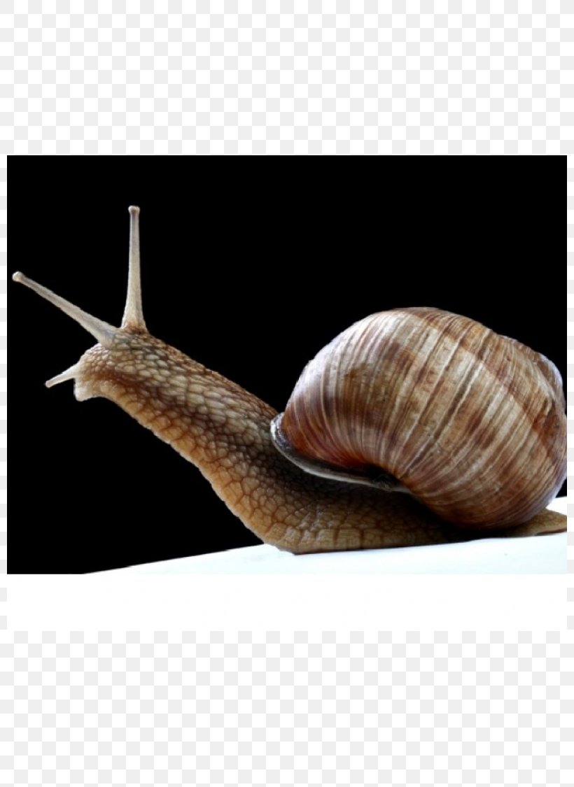 Sea Snail Schnecken Conchology, PNG, 800x1125px, Snail, Conchology, Escargot, Invertebrate, Molluscs Download Free