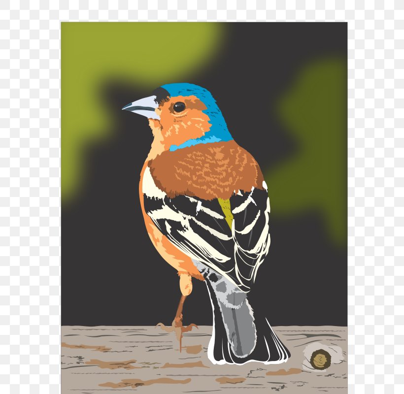 Bird Dinosaur Planet Finches Clip Art, PNG, 661x800px, Bird, Avatar, Beak, Dinosaur Planet, Fauna Download Free