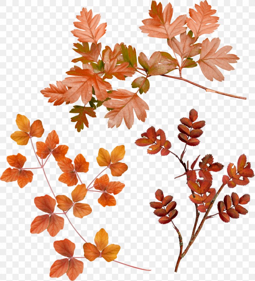 Leaf Twig Branch Wreath, PNG, 999x1101px, Leaf, Animation, Branch, Digital Image, Flora Download Free
