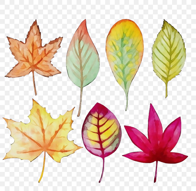 Maple Leaf, PNG, 800x800px, Watercolor, Black Maple, Deciduous, Flower, Leaf Download Free