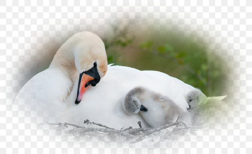 Mute Swan Bird Nest Desktop Wallpaper, PNG, 800x500px, Mute Swan, Animal, Beak, Bird, Bird Nest Download Free