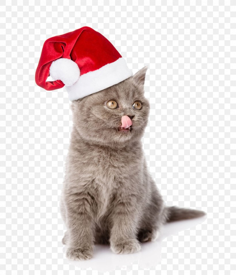 Cat Kitten Puppy Dog Santa Claus, PNG, 877x1024px, Cat, American Wirehair, Asian, British Shorthair, Carnivoran Download Free