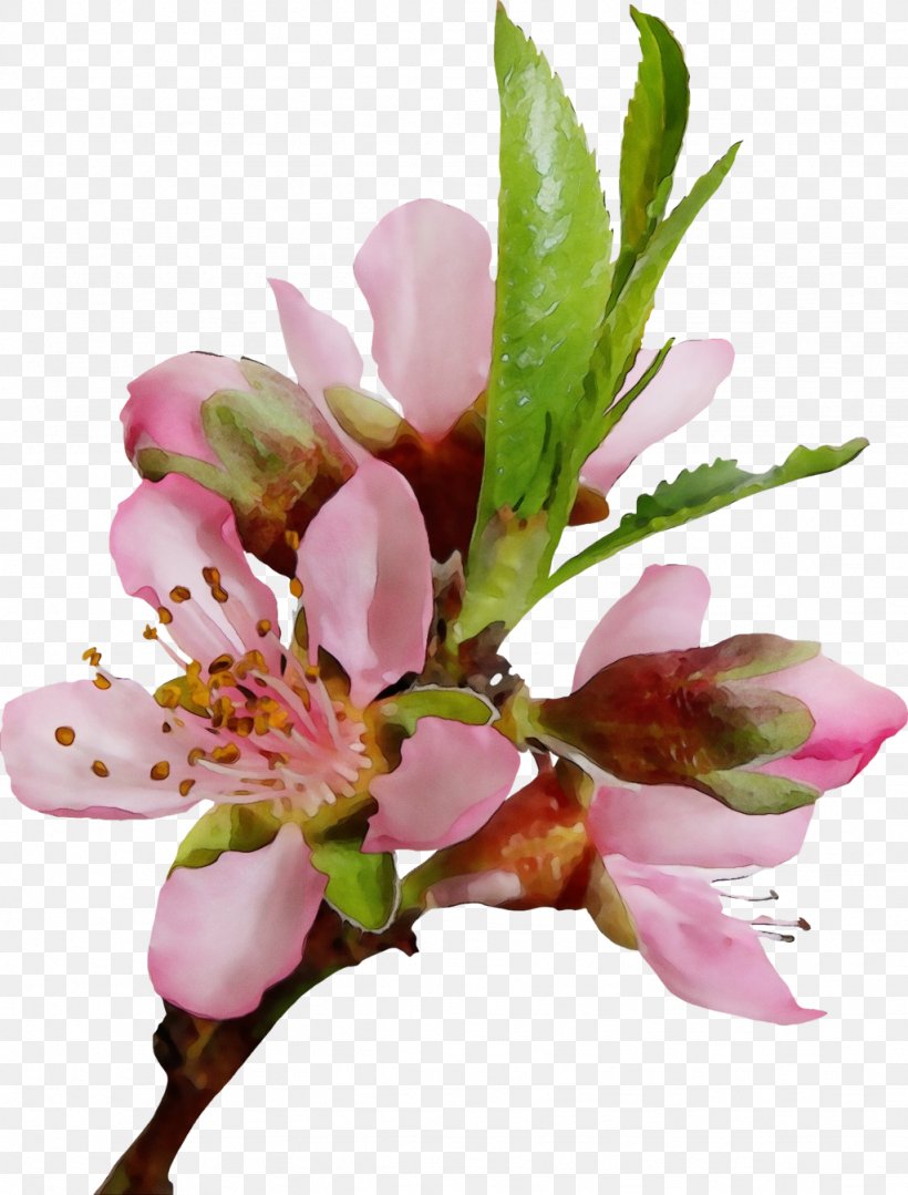Flower Flowering Plant Plant Pink Petal, PNG, 1024x1348px, Watercolor, Blossom, Branch, Cut Flowers, Flower Download Free
