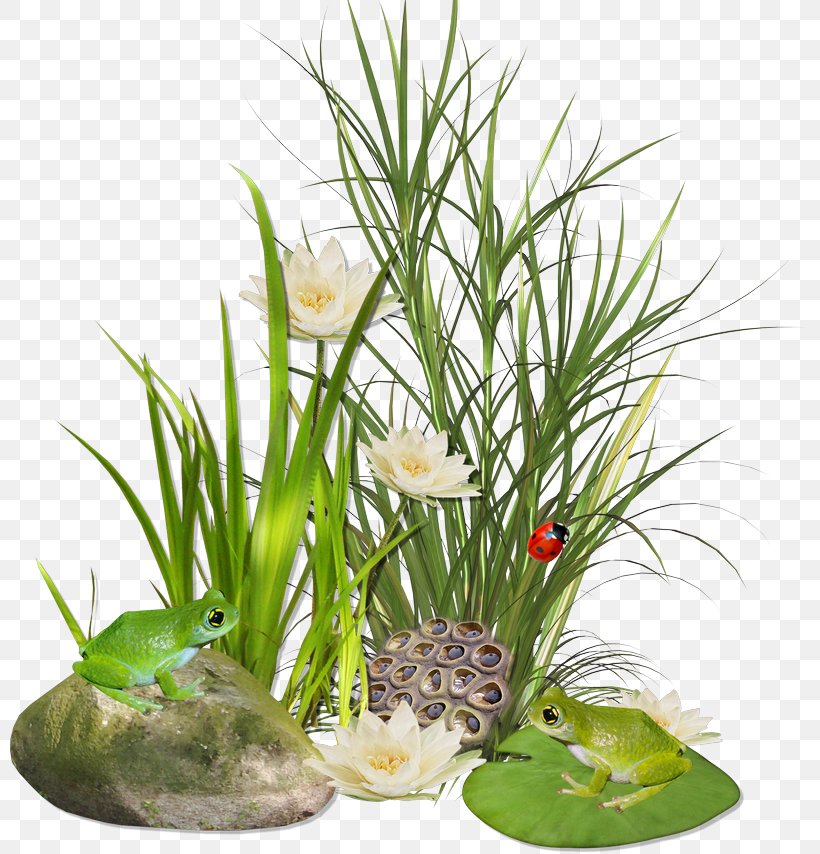 Grasses Weed Pongal Scutch Grass Flower, PNG, 800x854px, Grasses, Aquarium Decor, Born From Weeds Rats, Common Couch, Cut Flowers Download Free