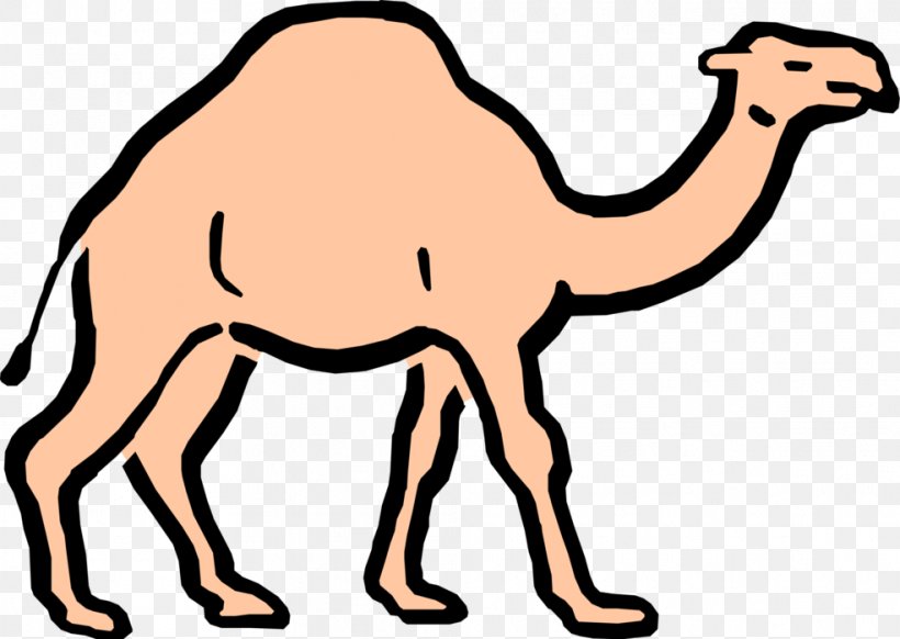 Dromedary Cartoon Clip Art, PNG, 985x700px, Dromedary, Animal Figure, Arabian Camel, Camel, Camel Like Mammal Download Free