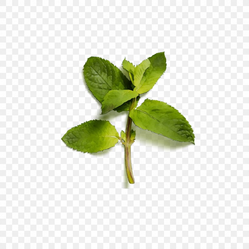 Herbalism Leaf Peppermint, PNG, 1196x1196px, Herbalism, Annual Plant, Basil, Flower, Flowering Plant Download Free