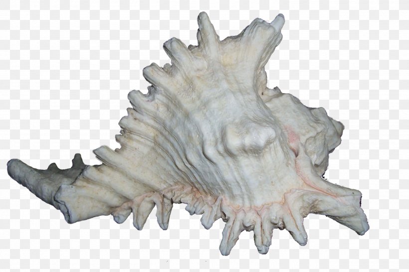 Seashell Mollusc Shell Clip Art, PNG, 2560x1706px, Seashell, Bit, Bivalvia, Cmyk Color Model, Computer Software Download Free