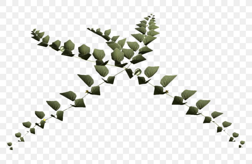 Twig Plant Stem Leaf Line Font, PNG, 800x533px, Twig, Branch, Leaf, Plant, Plant Stem Download Free
