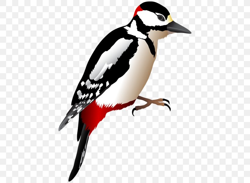 Woodpecker Clip Art Piciformes Image, PNG, 446x600px, Woodpecker, Beak, Bird, Book, Fauna Download Free