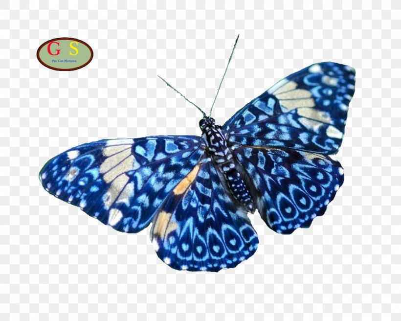 Butterfly Insect Nature Animal Moth, PNG, 1000x800px, Butterfly, Animal, Arthropod, Aspect Ratio, Blue Download Free