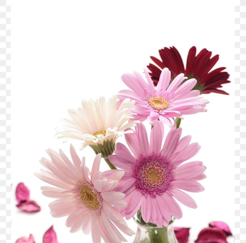 Desktop Wallpaper Photography Flower Clip Art, PNG, 747x810px, Photography, Annual Plant, Aster, Chrysanthemum, Chrysanths Download Free