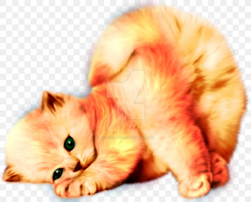Kitten Persian Cat Exotic Shorthair Maine Coon, PNG, 997x801px, Kitten, Animaatio, Animal, Carnivoran, Cat Download Free