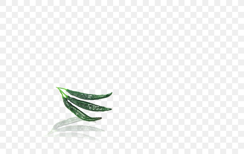 Leaf Close-up Font, PNG, 700x518px, Leaf, Closeup, Grass, Green, Plant Download Free