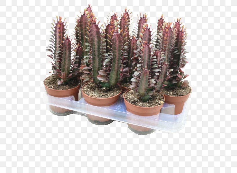 Pencil Cactus Euphorbia Trigona Cactaceae Plant Triangle Cactus, PNG, 600x600px, Euphorbia Trigona, Acanthocereus, Acanthocereus Tetragonus, Cactaceae, Cactus Download Free