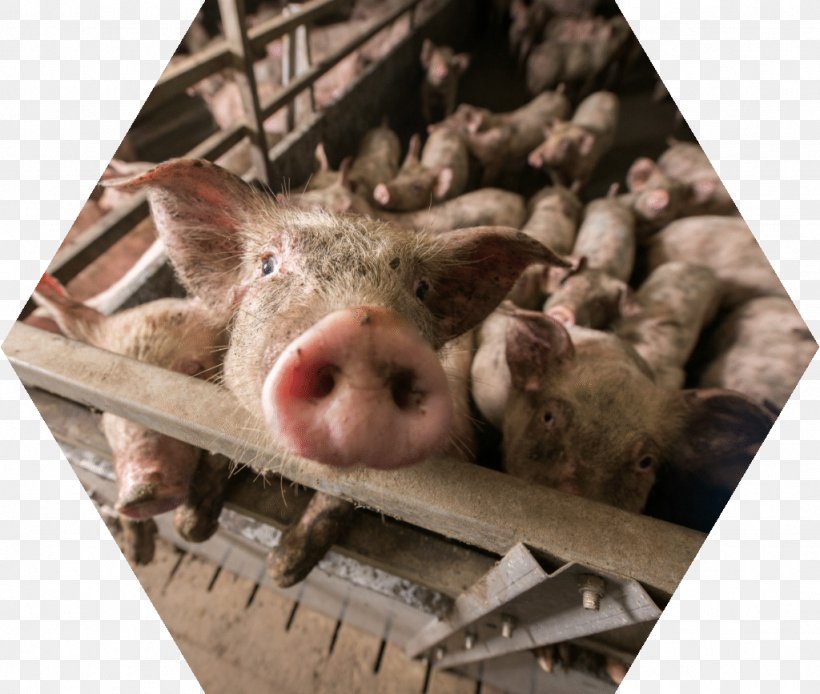 Domestic Pig Pig Farming Industry Intensive Animal Farming, PNG, 1024x867px, Domestic Pig, Agriculture, Animal Slaughter, Farm, Fauna Download Free