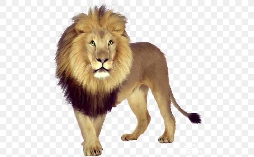East African Lion Lion Cubs Tiger Clip Art, PNG, 500x508px, East African Lion, Big Cats, Carnivoran, Cat Like Mammal, Fur Download Free