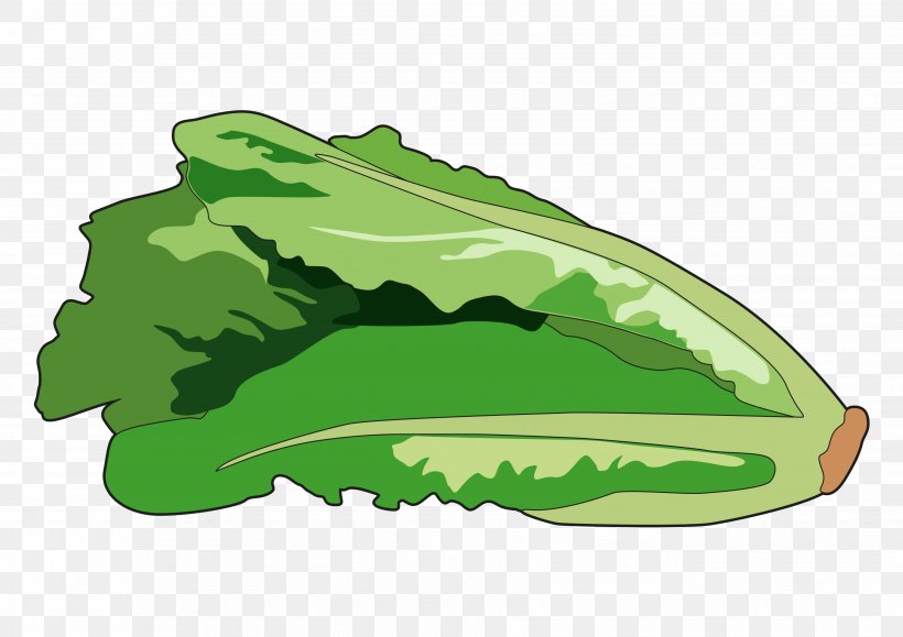 Greens Lettuce Drawing Image, PNG, 3508x2480px, Greens, Caricature, Cartoon, Drawing, Food Download Free