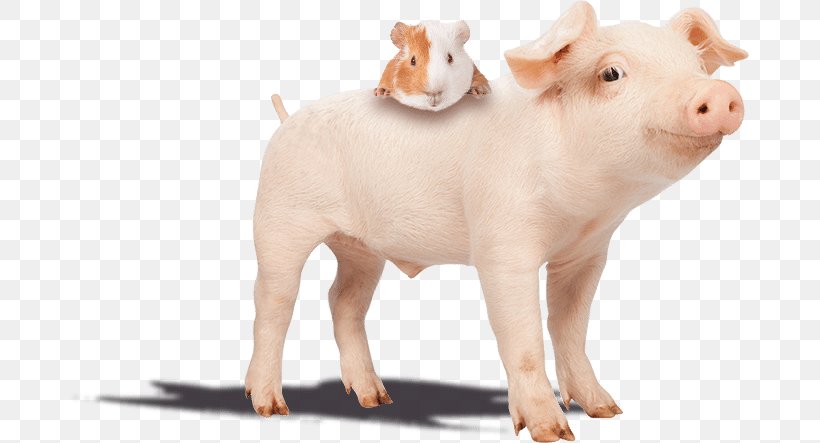 Piglet Guinea Pig The Smiling Pig Hostel Stock Photography, PNG, 679x443px, Pig, Animal, Animal Figure, Cuteness, Domestic Pig Download Free
