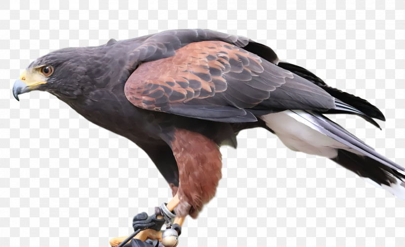 Feather, PNG, 1920x1172px, Bald Eagle, Beak, Biology, Bird Of Prey, Birds Download Free