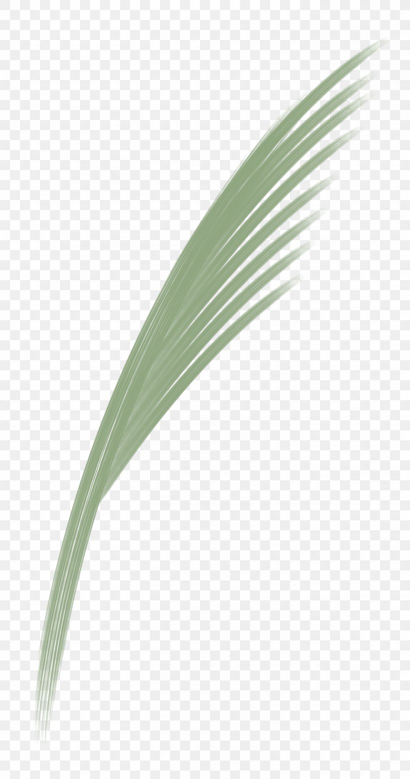 Feather, PNG, 1407x2673px, Grass, Feather, Flower, Grass Family, Leaf Download Free