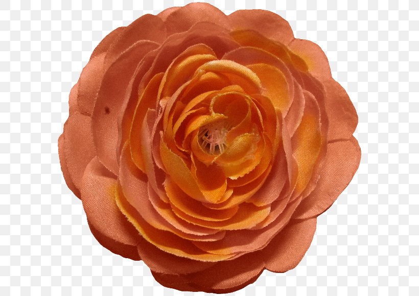 Garden Roses Cut Flowers Petal, PNG, 600x579px, Garden Roses, Cut Flowers, Flower, Garden, Orange Download Free