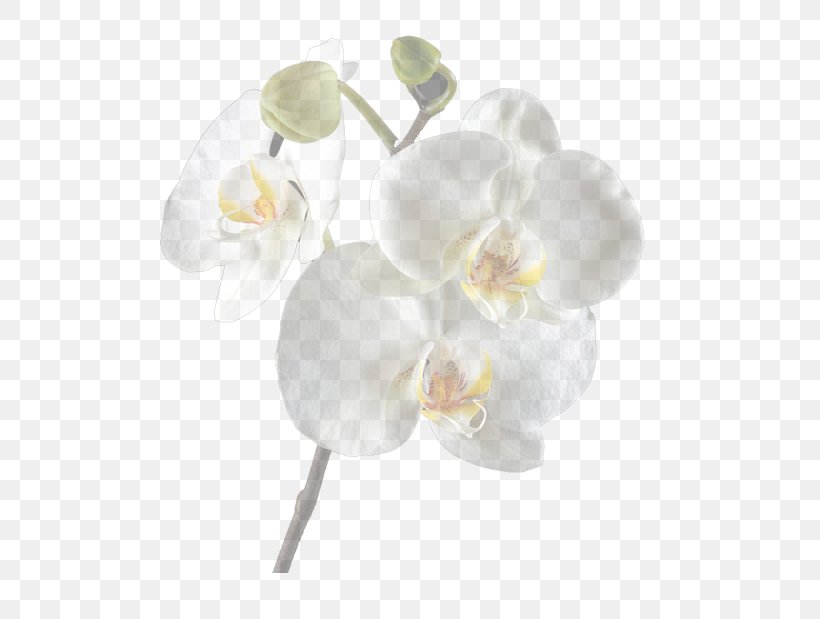 Moth Orchids Cut Flowers Clip Art, PNG, 500x619px, Orchids, Cut Flowers, Floristry, Flower, Flowering Plant Download Free