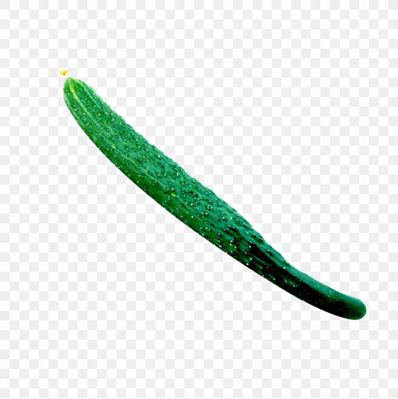 Vegetable Cucumber Clip Art, PNG, 1278x1282px, Vegetable, Copyright, Cucumber, Grass, Green Download Free