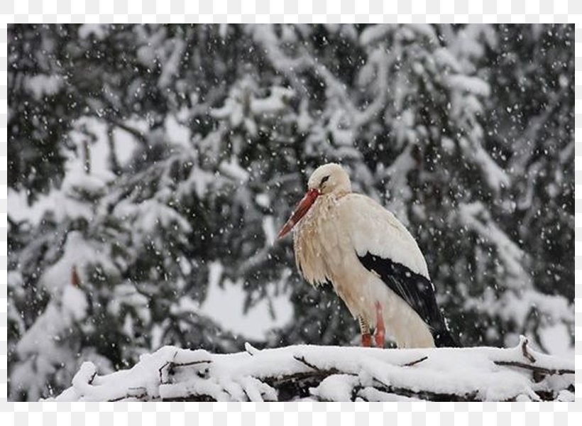 White Stork Körös-Maros National Park Bird Nature Aggtelek National Park, PNG, 800x600px, White Stork, Beak, Bird, Bird Of Prey, Ciconia Download Free