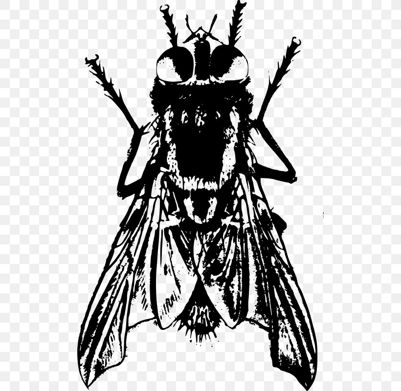 Bee Insect Drawing Housefly, PNG, 504x800px, Bee, Art, Arthropod, Black And White, Color Download Free