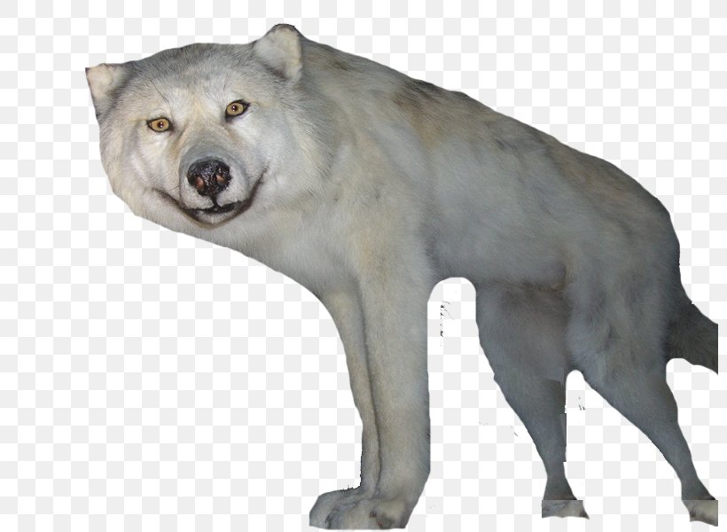 Gray Wolf Snowflake, PNG, 800x600px, Gray Wolf, Bear, Carnivoran, Computer Network, Discord Download Free