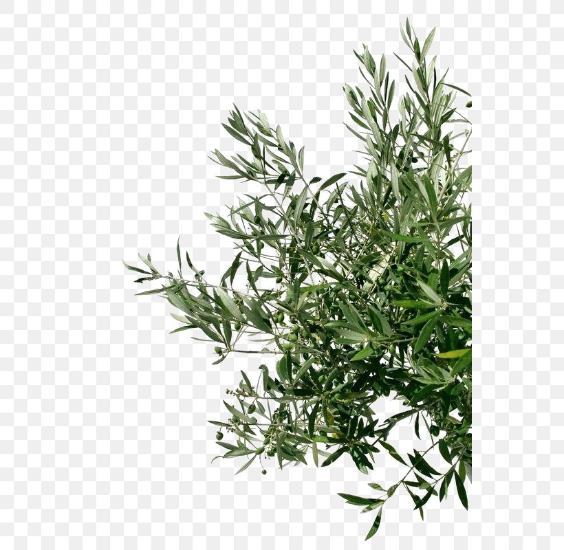 Olive Oil Tree Stock Photography Branch, PNG, 553x800px, Olive, Branch, Can Stock Photo, Grass, Herb Download Free