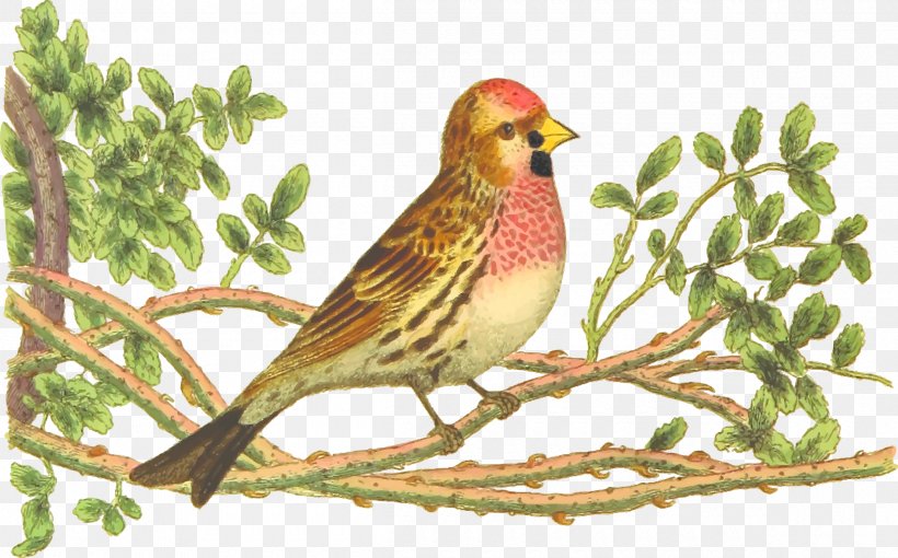 Bird Ortolan Bunting Finch Drawing Clip Art, PNG, 2400x1494px, Bird, Beak, Branch, Color, Common Redpoll Download Free