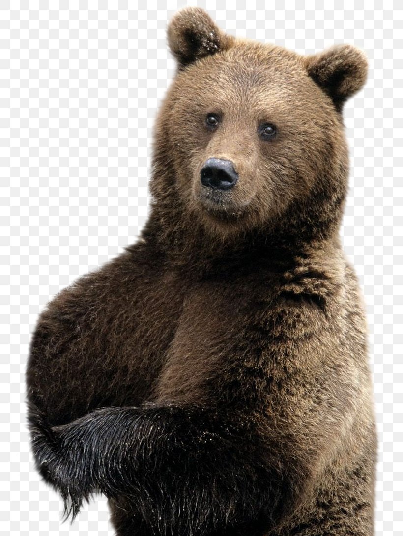 Brown Bear Polar Bear American Black Bear Desktop Wallpaper, PNG, 755x1091px, Bear, American Black Bear, Animal, Brown Bear, Brown Bear Forest Download Free