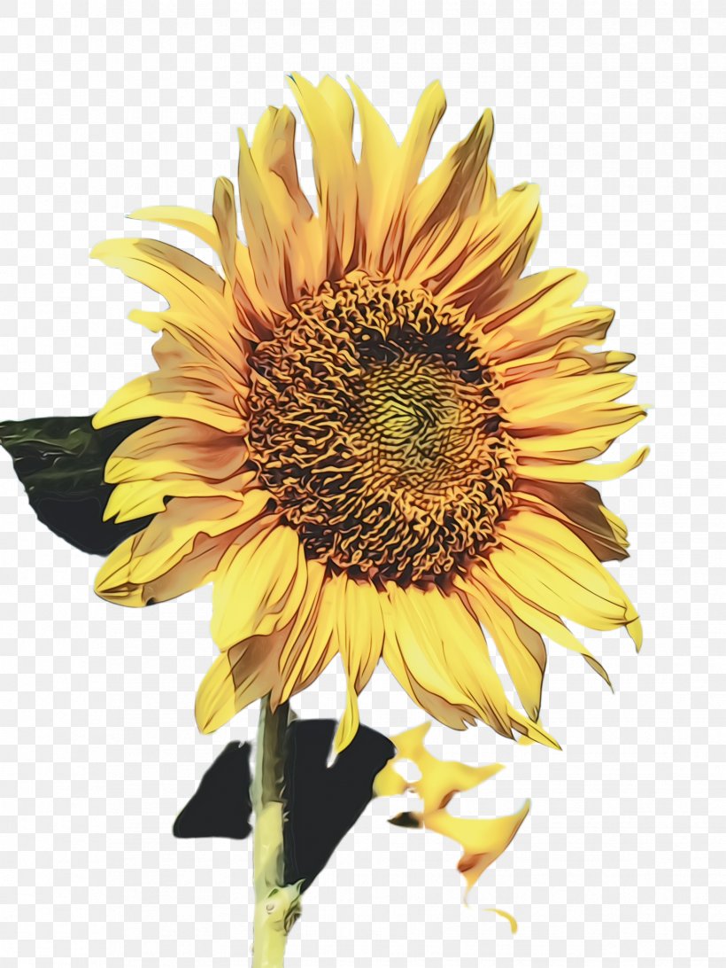 Oil Painting Flower, PNG, 1732x2308px, Sunflower, Annual Plant, Asterales, Bloom, Common Sunflower Download Free