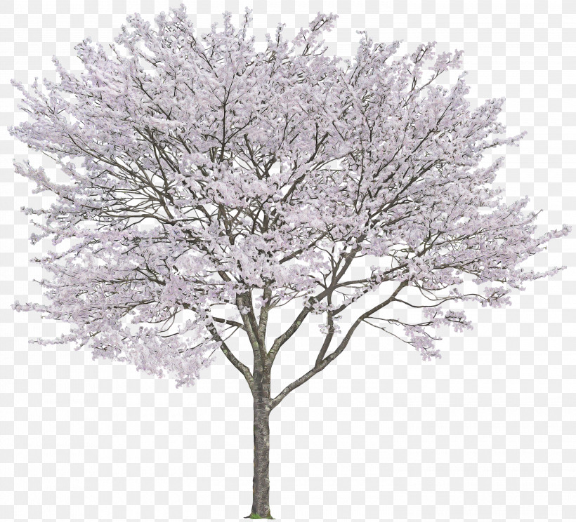 Tree Woody Plant Plant Branch Twig, PNG, 3000x2724px, Tree, Blossom, Branch, Flower, Frost Download Free