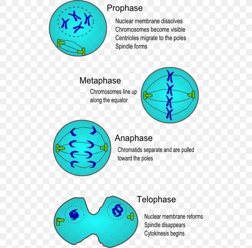 Cell Division Mitosis Cell Cycle Cytokinesis, PNG, 501x808px, Cell Division, Area, Cell, Cell Cycle, Cell Growth Download Free