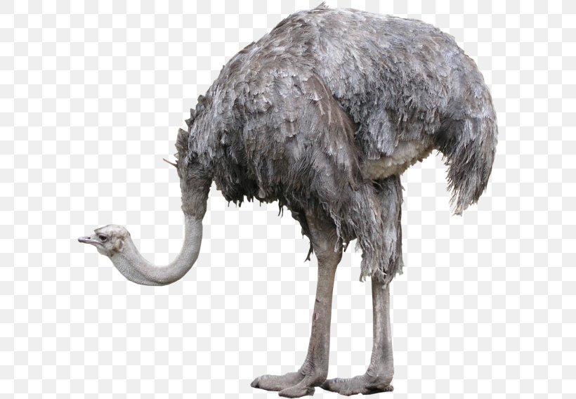 Common Ostrich Bird Clip Art, PNG, 600x568px, 3d Computer Graphics, Common Ostrich, Beak, Bird, Computer Graphics Download Free