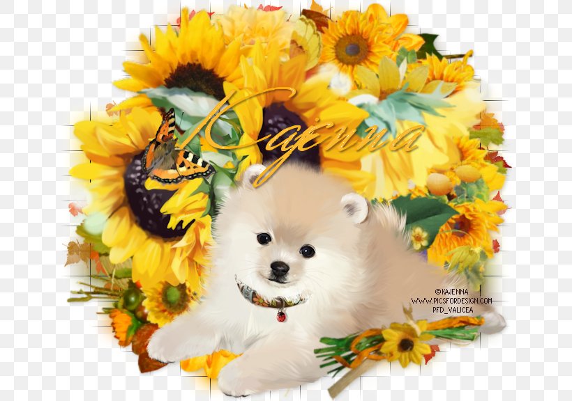 Dog Breed Pomeranian Puppy Companion Dog Floral Design, PNG, 648x576px, Dog Breed, Breed, Carnivoran, Companion Dog, Cut Flowers Download Free