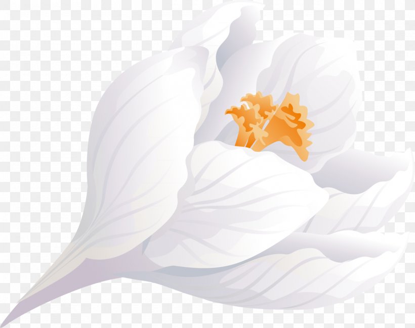 Flowering Plant Petal Flowering Plant, PNG, 1280x1014px, Flower, Flowering Plant, Petal, Plant, White Download Free