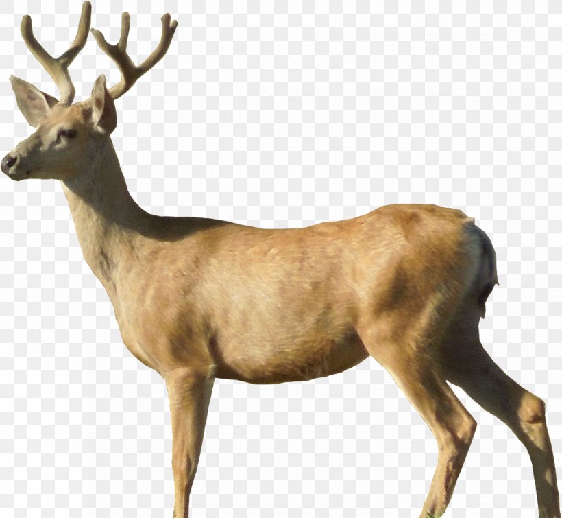 White-tailed Deer Moose Roe Deer, PNG, 1650x1520px, White Tailed Deer, Antler, Capreolinae, Chital, Deer Download Free