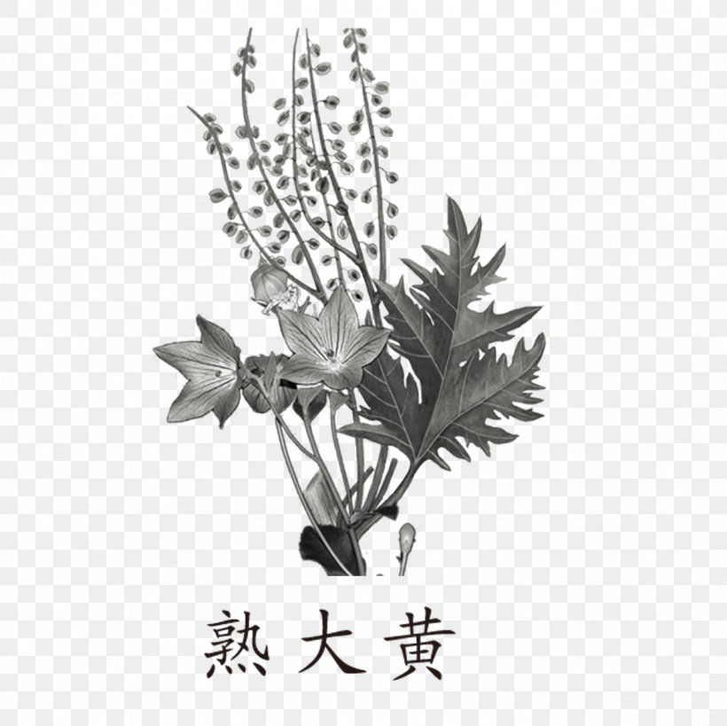 Garden Rhubarb Cooking Herb Traditional Chinese Medicine, PNG, 1181x1181px, Garden Rhubarb, Black And White, Branch, Chinese Herbology, Cooking Download Free