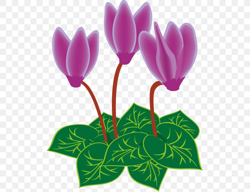 Cyclamen Persicum Royalty-free Clip Art, PNG, 514x631px, Cyclamen Persicum, Cut Flowers, Cyclamen, Flower, Flowering Plant Download Free