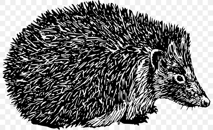 Domesticated Hedgehog Porcupine Spine Clip Art, PNG, 800x500px, Domesticated Hedgehog, Animal, Black, Black And White, Echidna Download Free