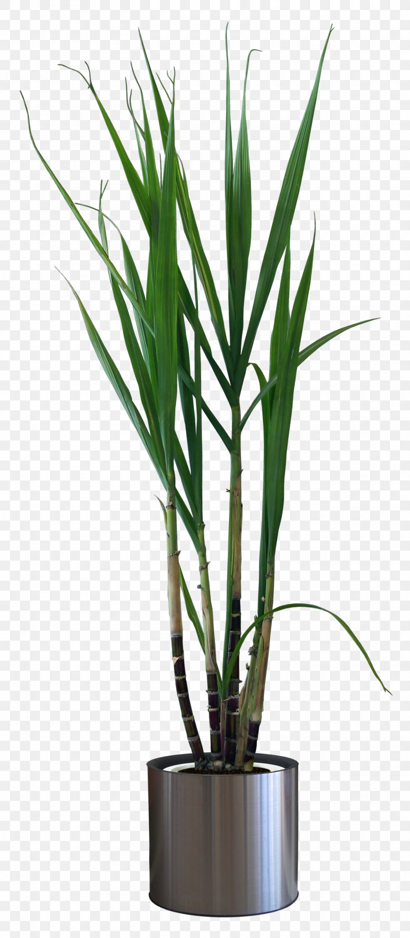 Houseplant Flowerpot Pixel, PNG, 1400x3200px, Plant, Flowerpot, Grass, Grass Family, Houseplant Download Free