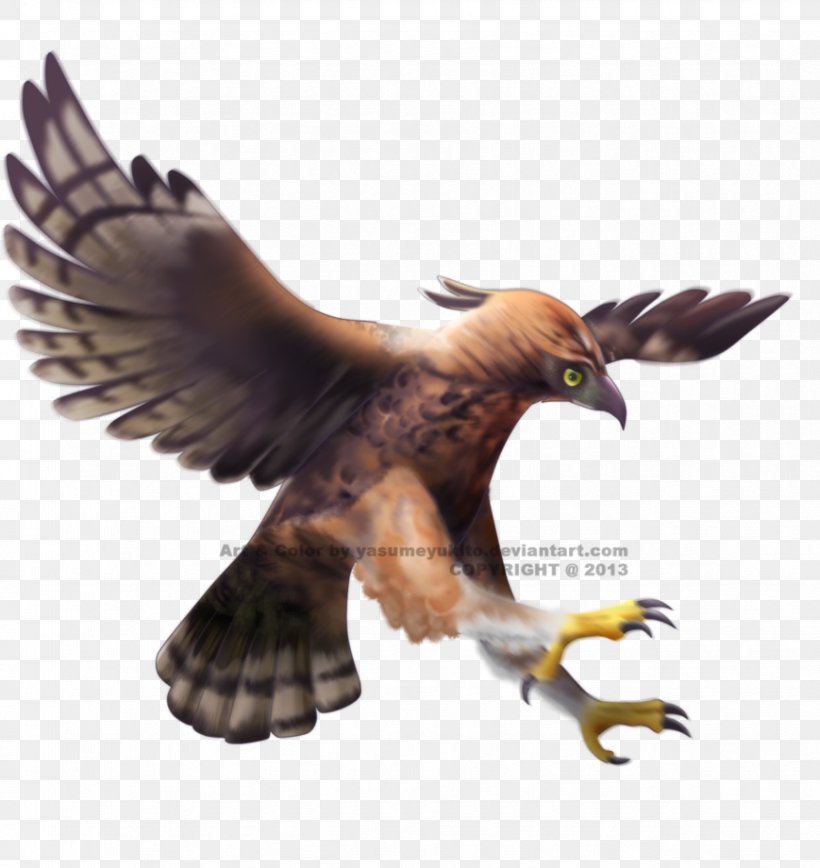 Javan Hawk-eagle Bald Eagle Bird, PNG, 869x920px, Java, Accipitriformes, Animation, Bald Eagle, Beak Download Free